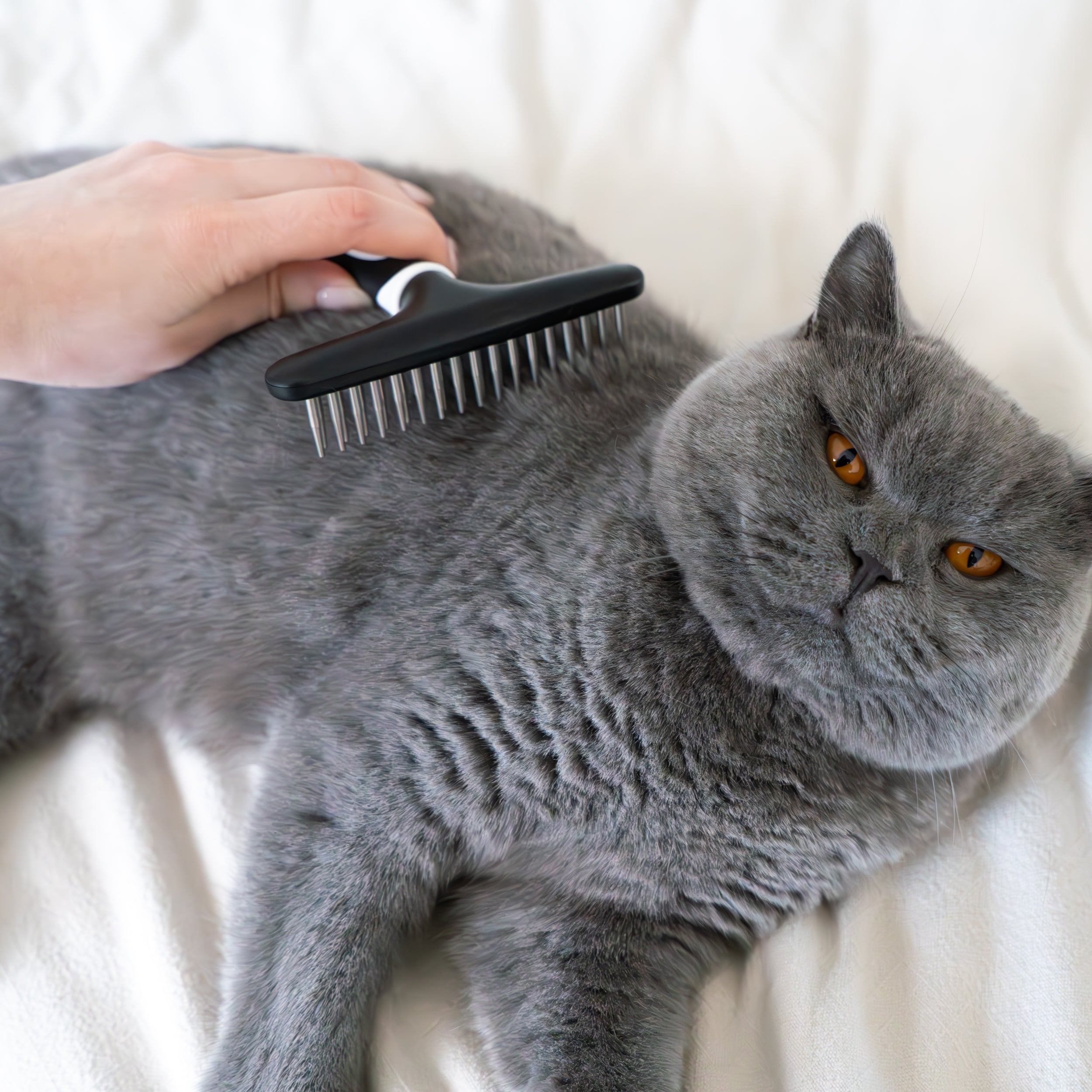 fuller-brush-pet-undercoat-rake-for-dogs-and-cats-gentle-steel-pins-ergonomic-ha image 5